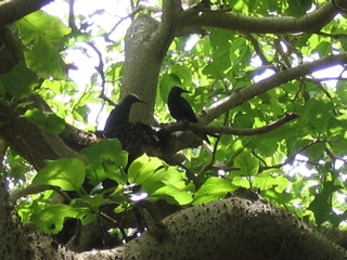 Bird Nest
