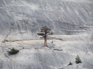 Lone tree on Fairview Dome