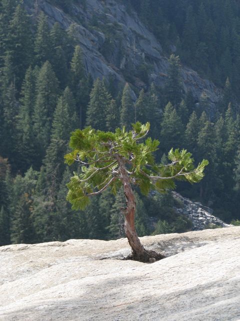 An optimistic Cedar tree