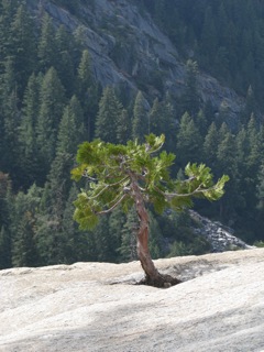 An optimistic Cedar tree