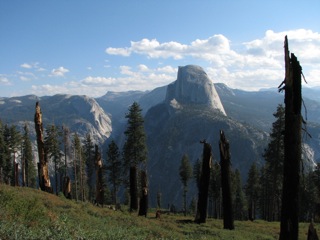 Sheared-off pines and Half Dome