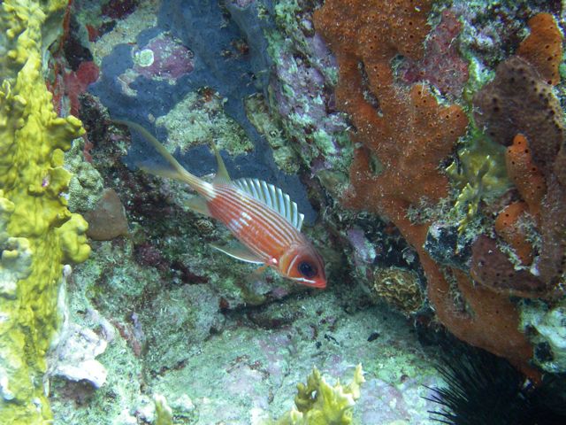 The elusive Squirrelfish